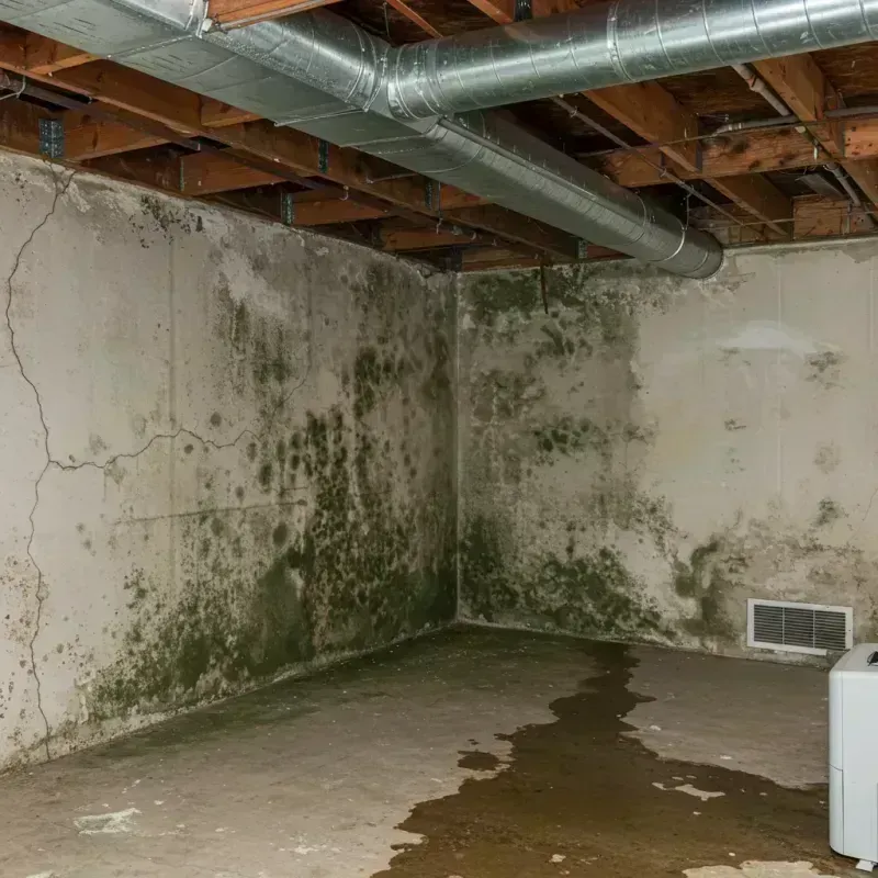 Professional Mold Removal in Lincoln County, NM